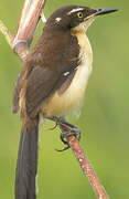 Black-capped Donacobius