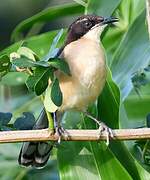 Black-capped Donacobius