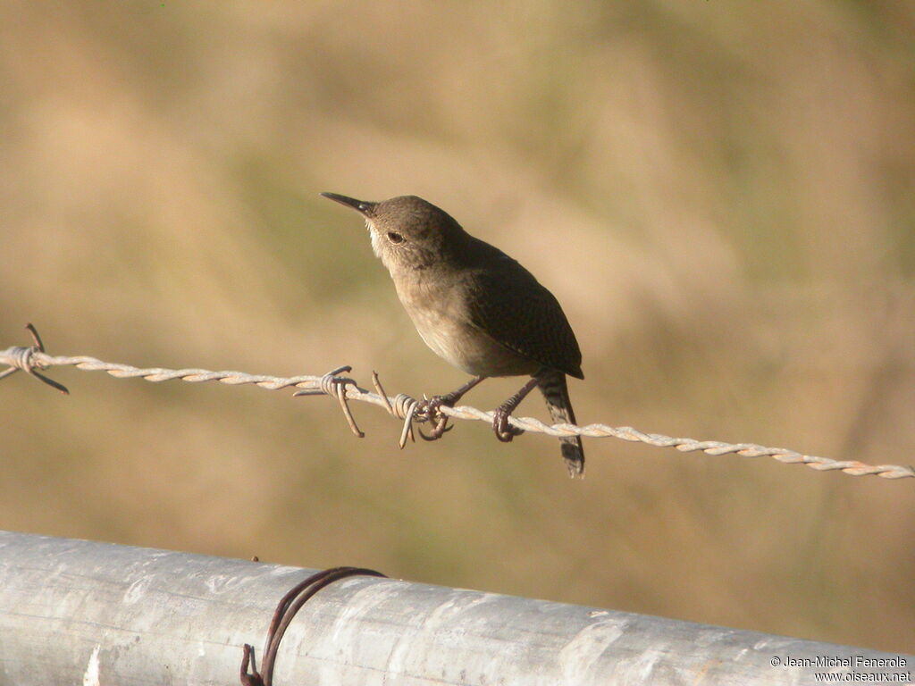 House Wren (musculus)