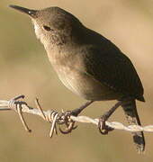 House Wren (musculus)