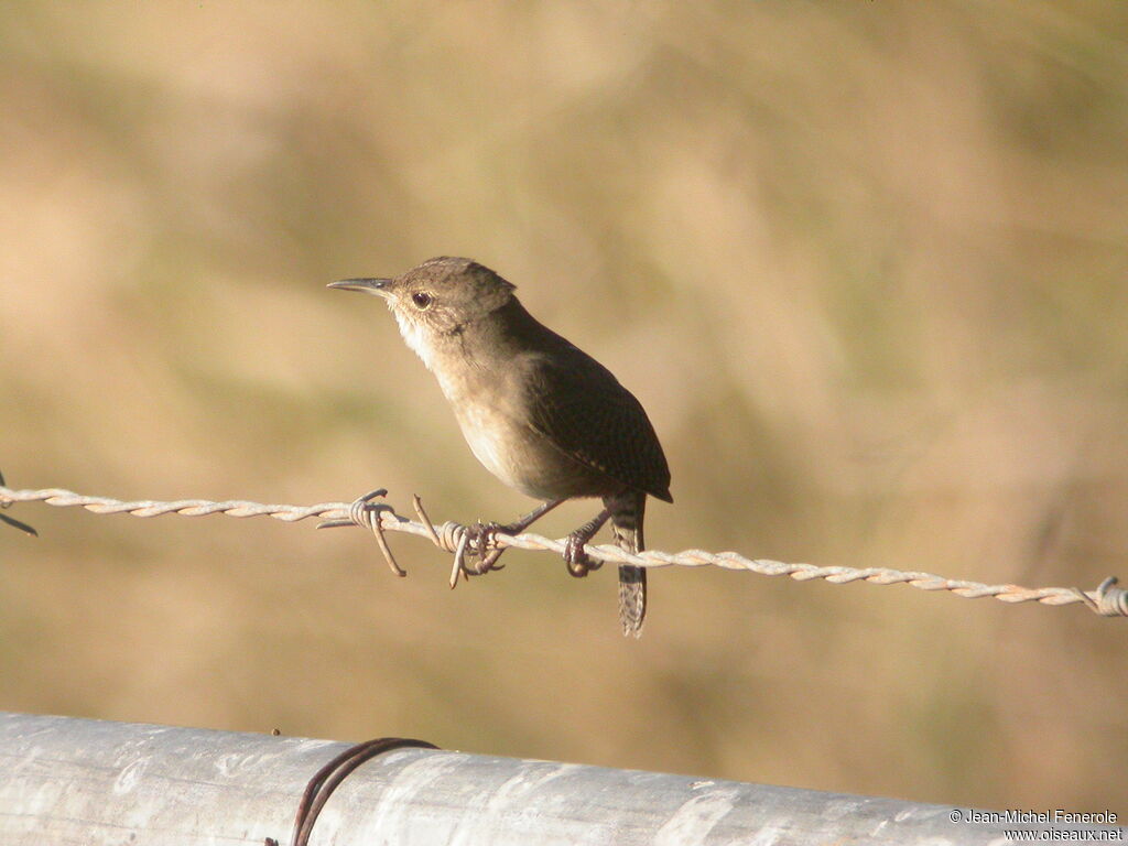 House Wren (musculus)