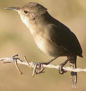 House Wren (musculus)