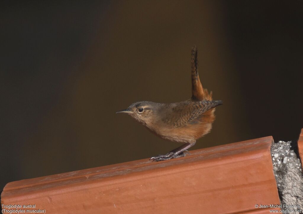 Southern House Wren
