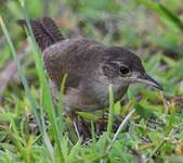 Troglodyte austral