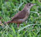Troglodyte austral