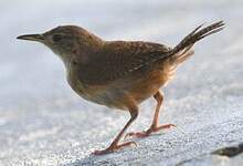 Troglodyte austral