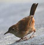 Troglodyte austral