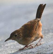 Troglodyte austral