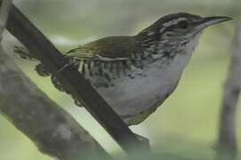 Banded Wren