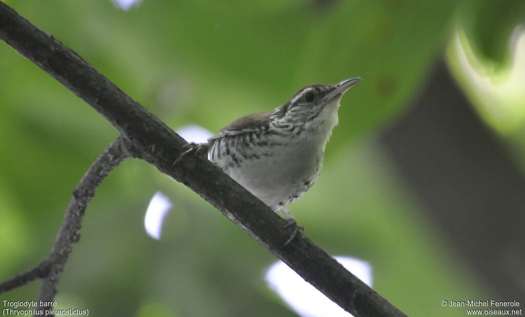 Banded Wren