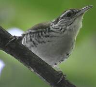 Banded Wren