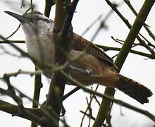 Superciliated Wren