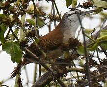 Superciliated Wren