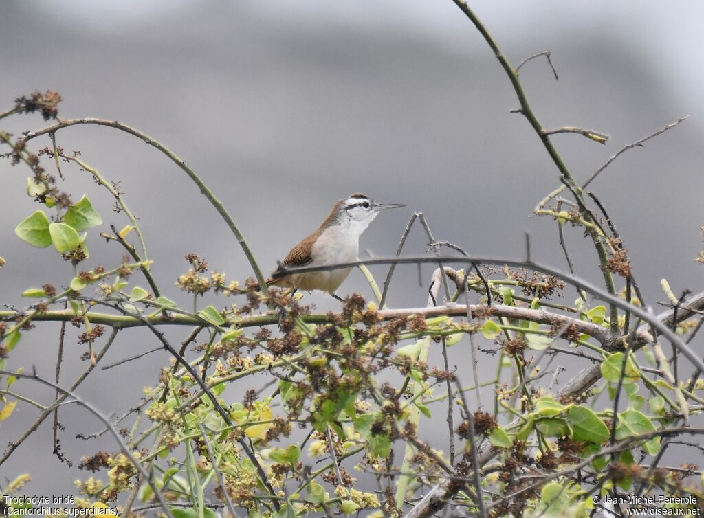 Superciliated Wren