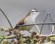 Superciliated Wren