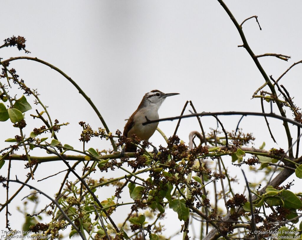 Superciliated Wren