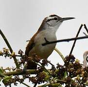 Superciliated Wren