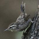 Troglodyte de Bewick