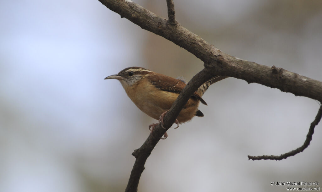 Carolina Wren