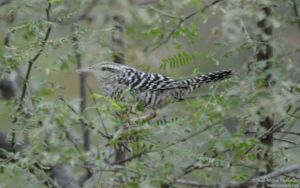 Fasciated Wren