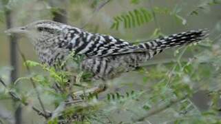 Fasciated Wren