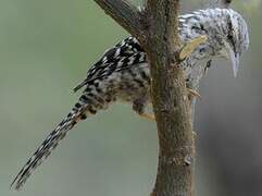 Fasciated Wren