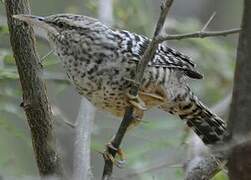 Fasciated Wren