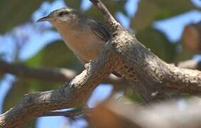 Thrush-like Wren