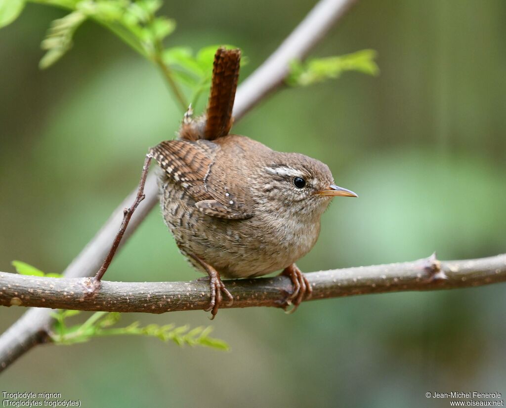 Troglodyte mignon