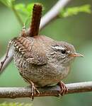 Troglodyte mignon