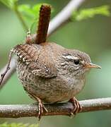 Troglodyte mignon