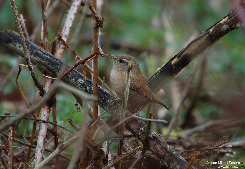 Eurasian Wren