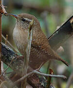 Eurasian Wren