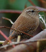 Eurasian Wren