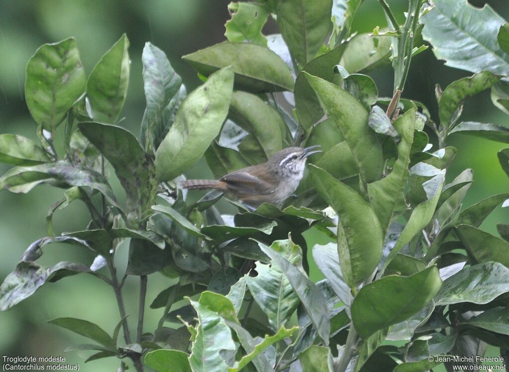 Cabanis's Wren