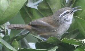 Cabanis's Wren