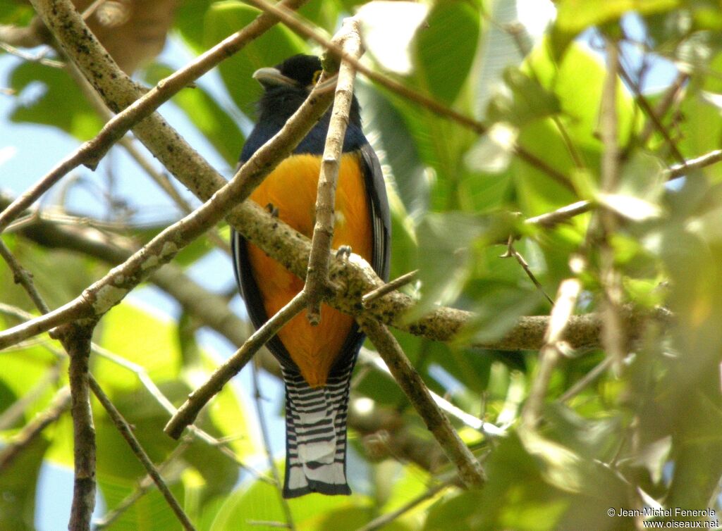 Gartered Trogon