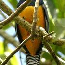 Trogon à lunettes jaunes