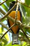 Trogon à lunettes jaunes