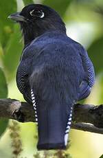 Trogon à lunettes jaunes