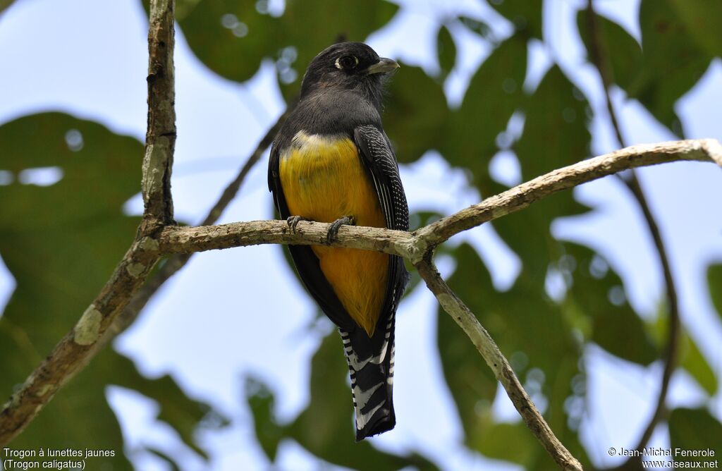 Trogon à lunettes jaunes