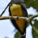 Trogon à lunettes jaunes