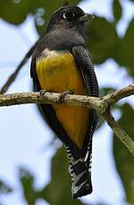 Trogon à lunettes jaunes