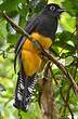 Trogon à queue blanche