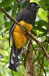 Trogon à queue blanche