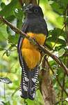 Trogon à queue blanche