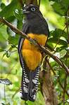 Trogon à queue blanche