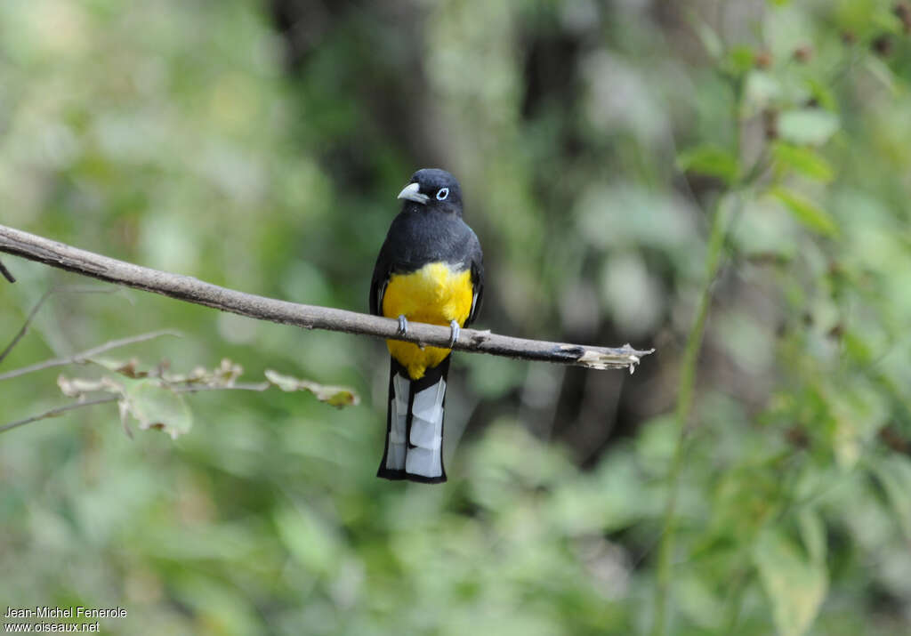 Trogon à tête noire mâle adulte, portrait, pigmentation