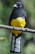 Trogon à tête noire