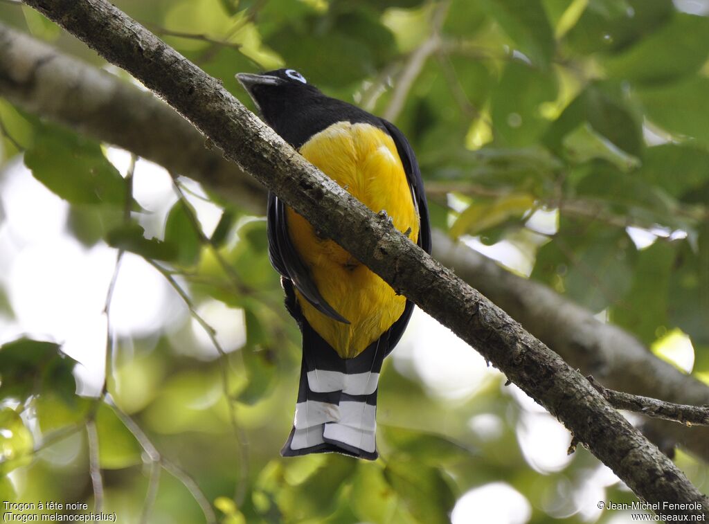 Trogon à tête noire